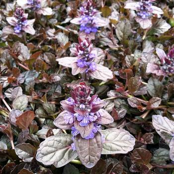 Живучка Ajuga reptans ‘Mahogany’